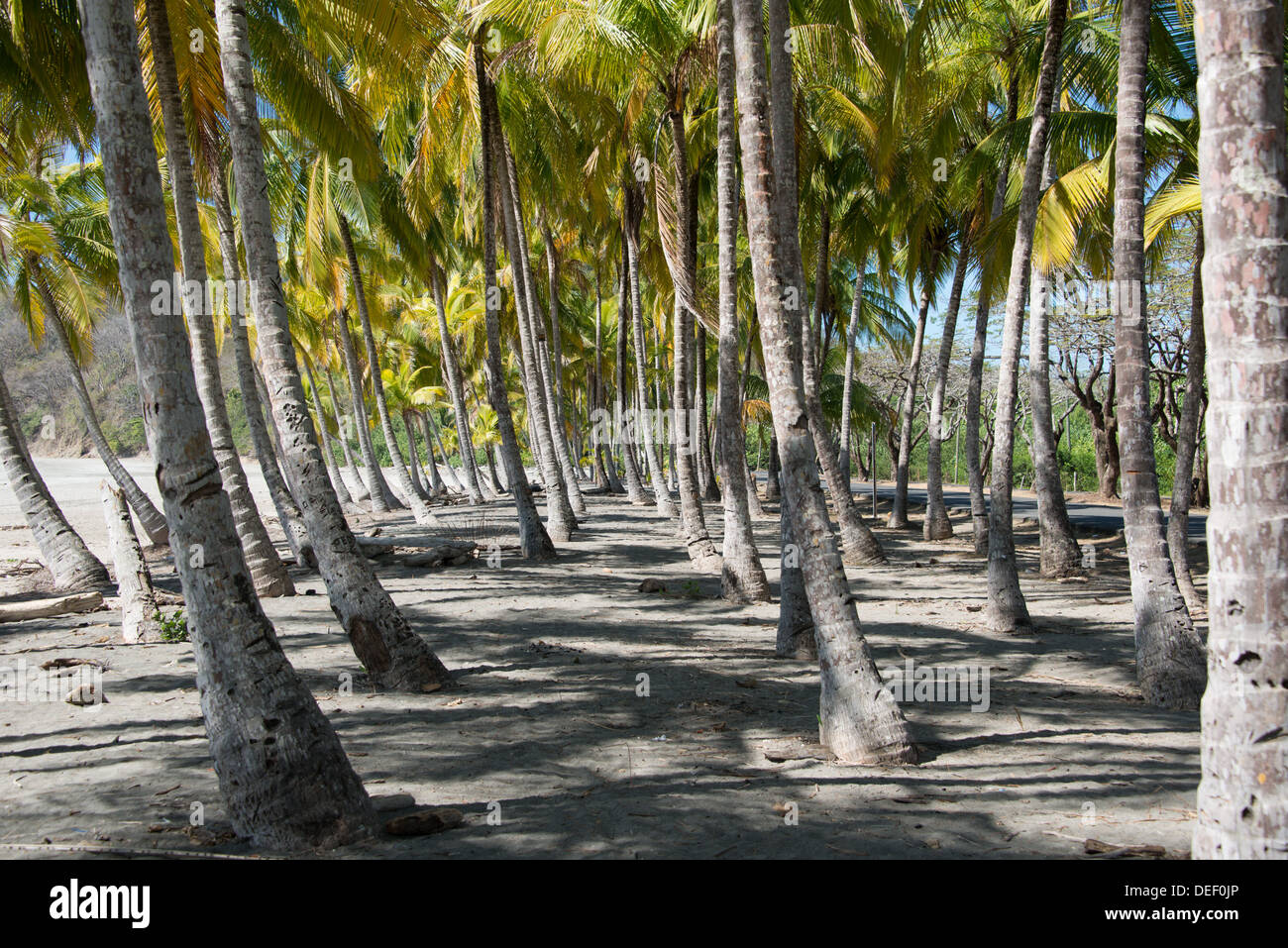Palm trees on the beach in Costa Rica Stock Photo - Alamy