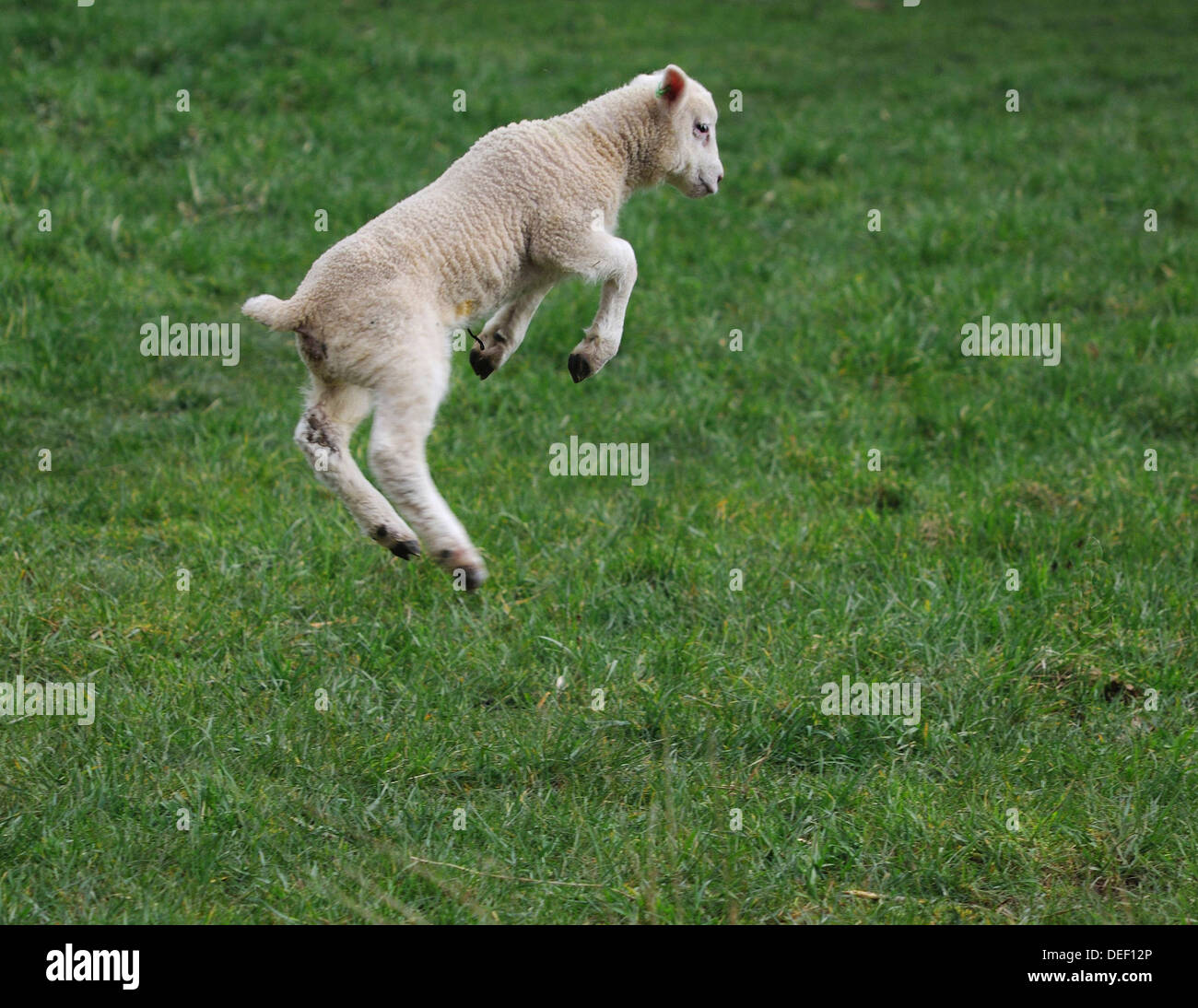 Lamb jumping hires stock photography and images Alamy