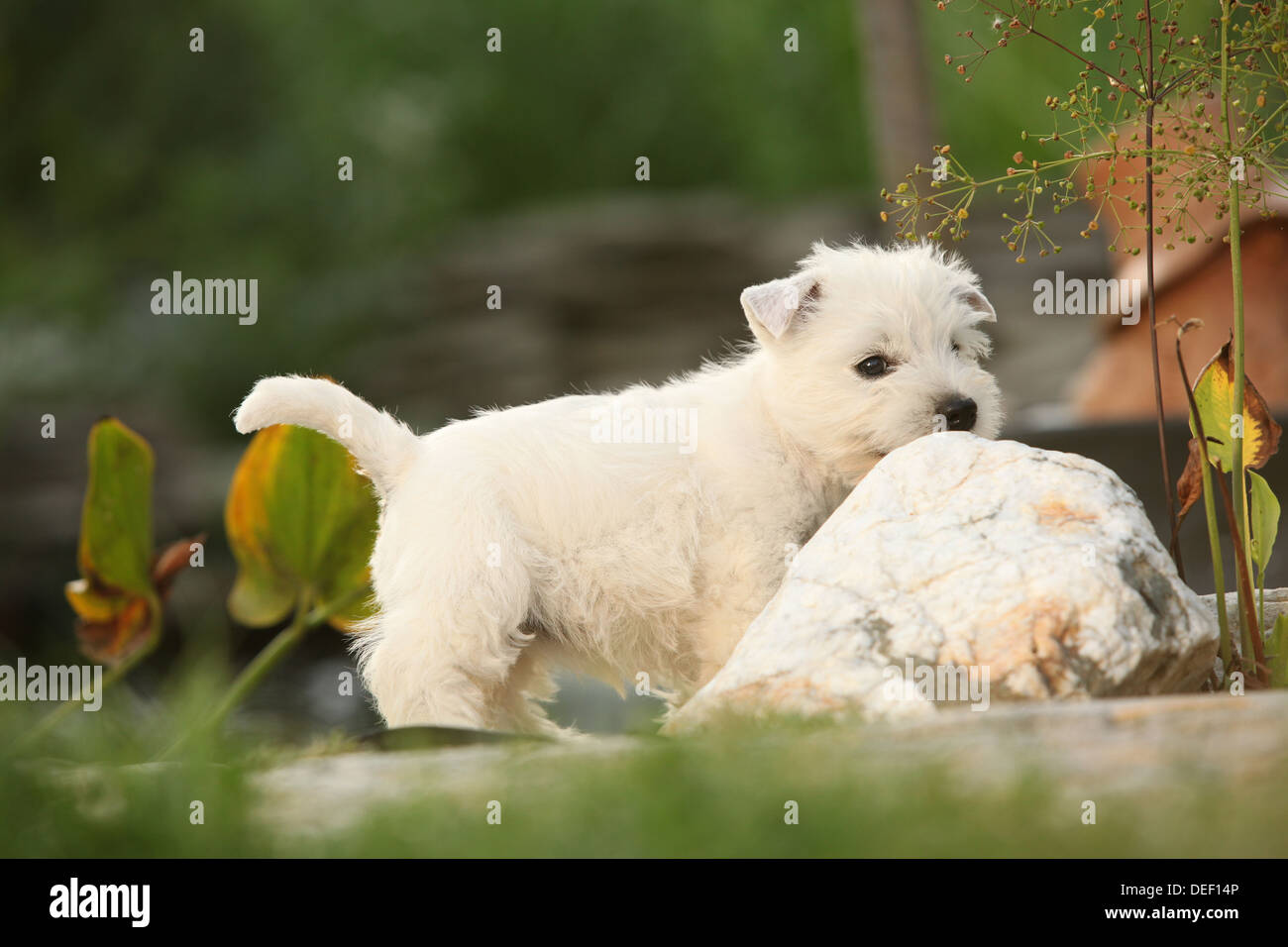 Puppy of West Highland White Terrier in the garden Stock Photo