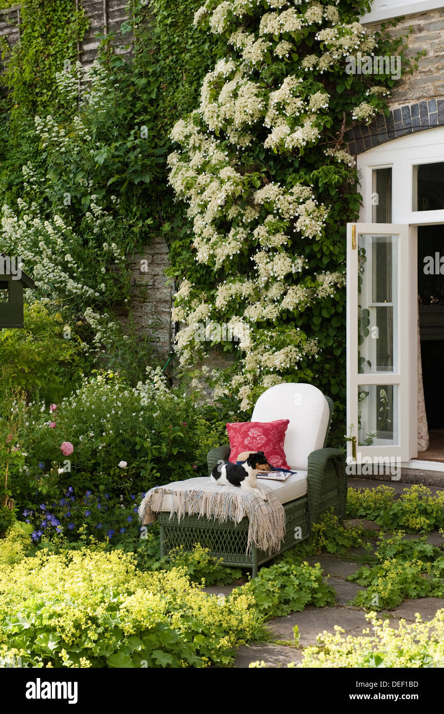 Jack Russell on sunlounger at back door of overgrown country residence patio Stock Photo