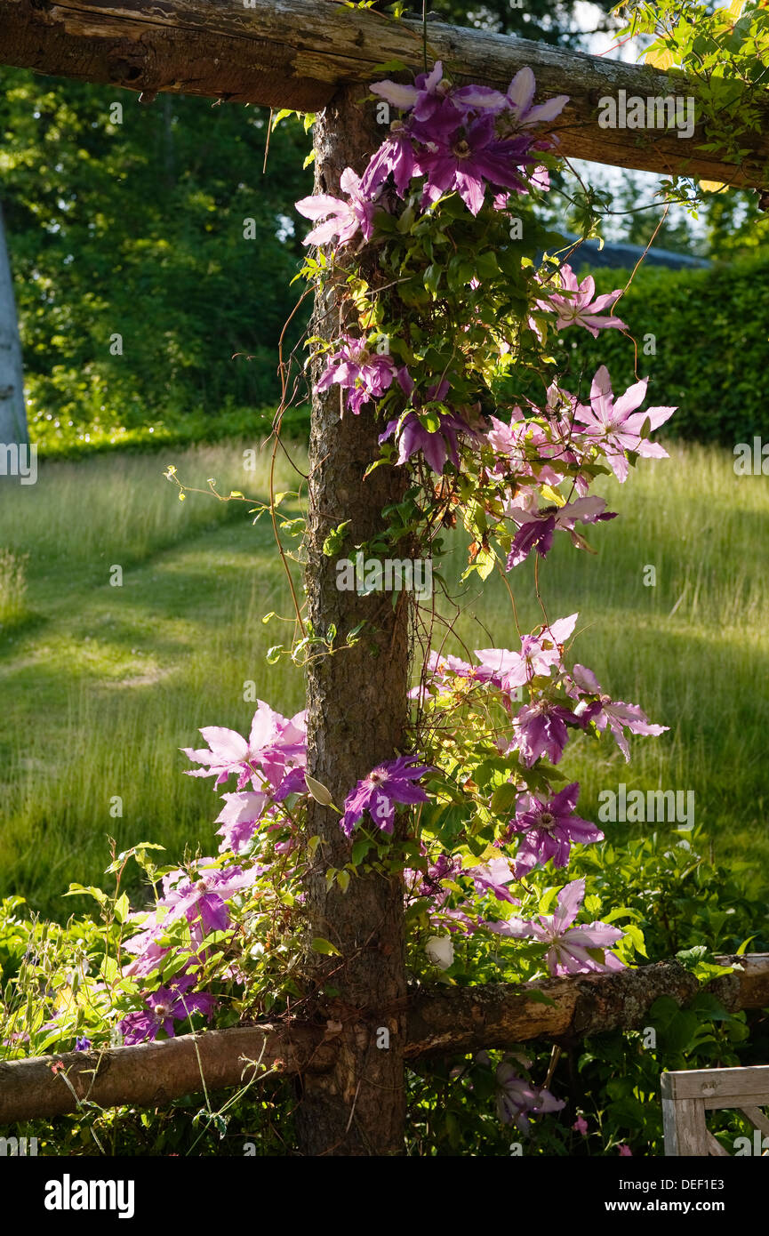 Sunlit clematis on country house terrace Stock Photo