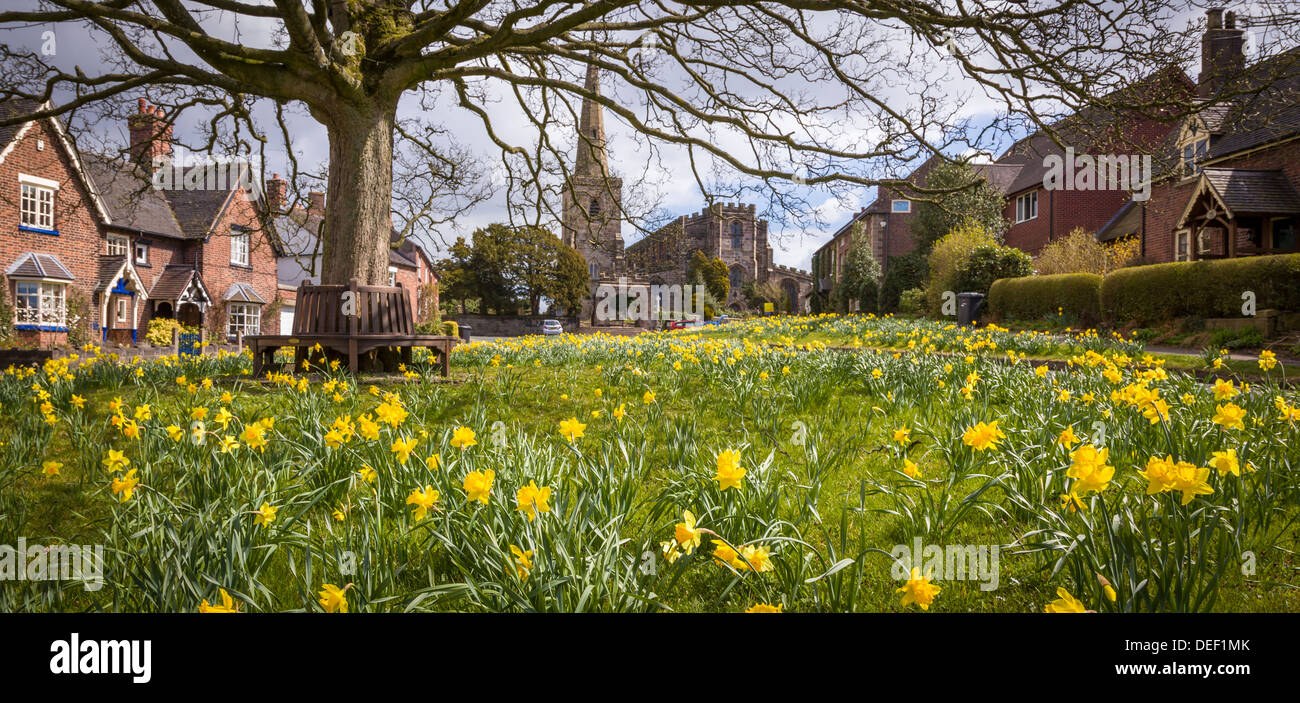 Astbury Village, Cheshire, Daffodils on the Village Green Stock Photo