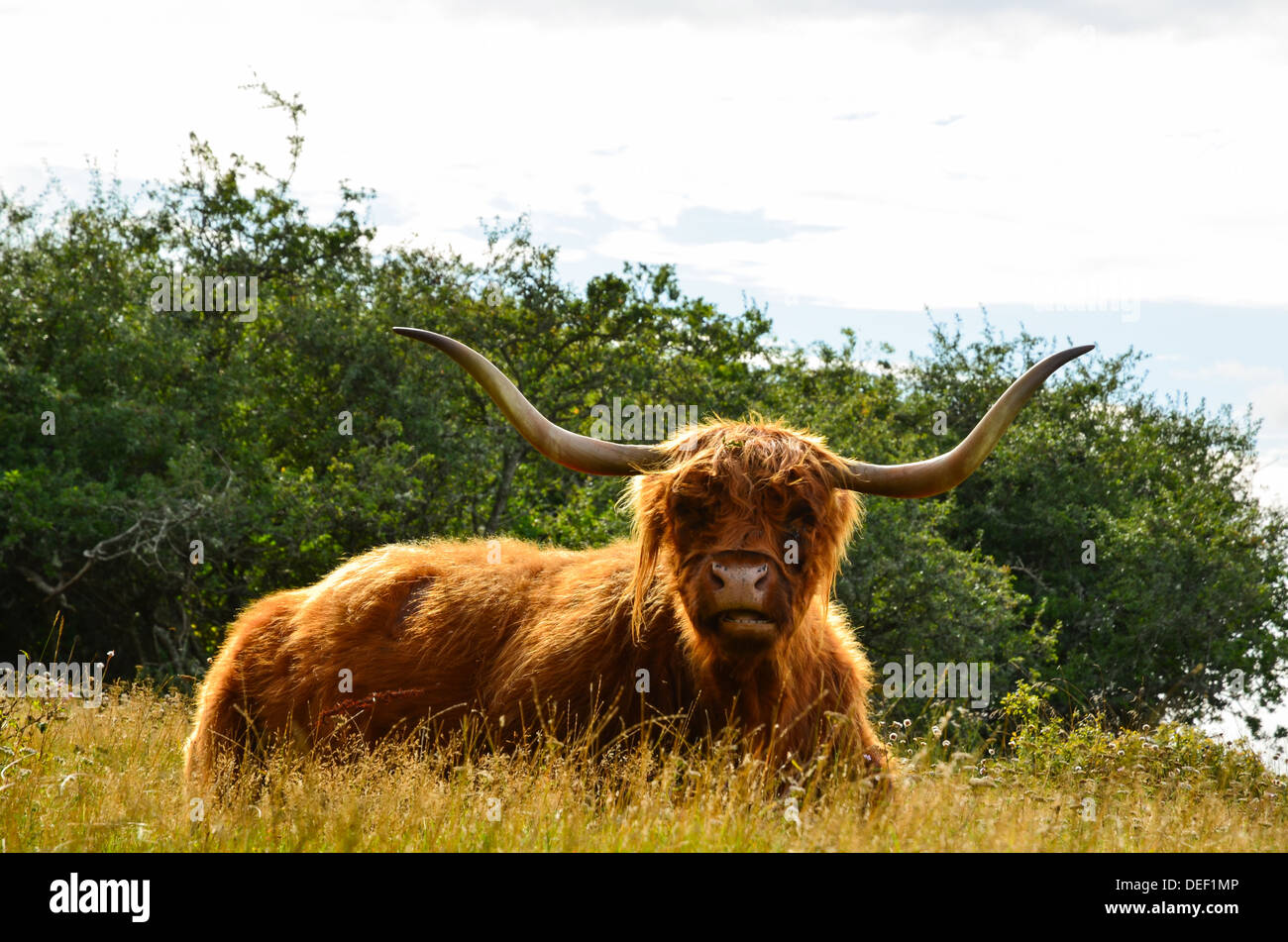Highland cattle closeup in a sunny meadow Stock Photo - Alamy