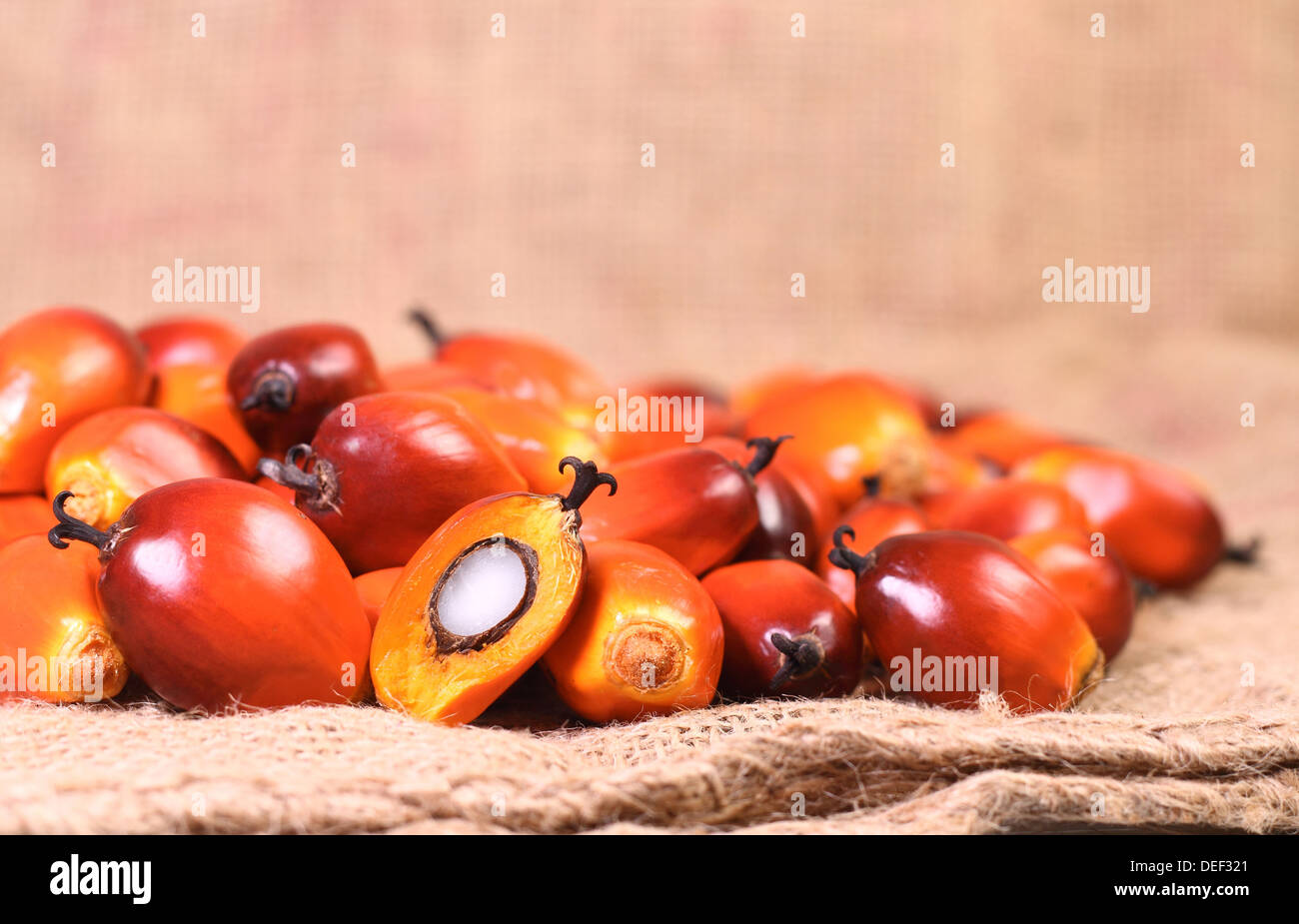 A group of oil palm fruits on the sack bag Stock Photo