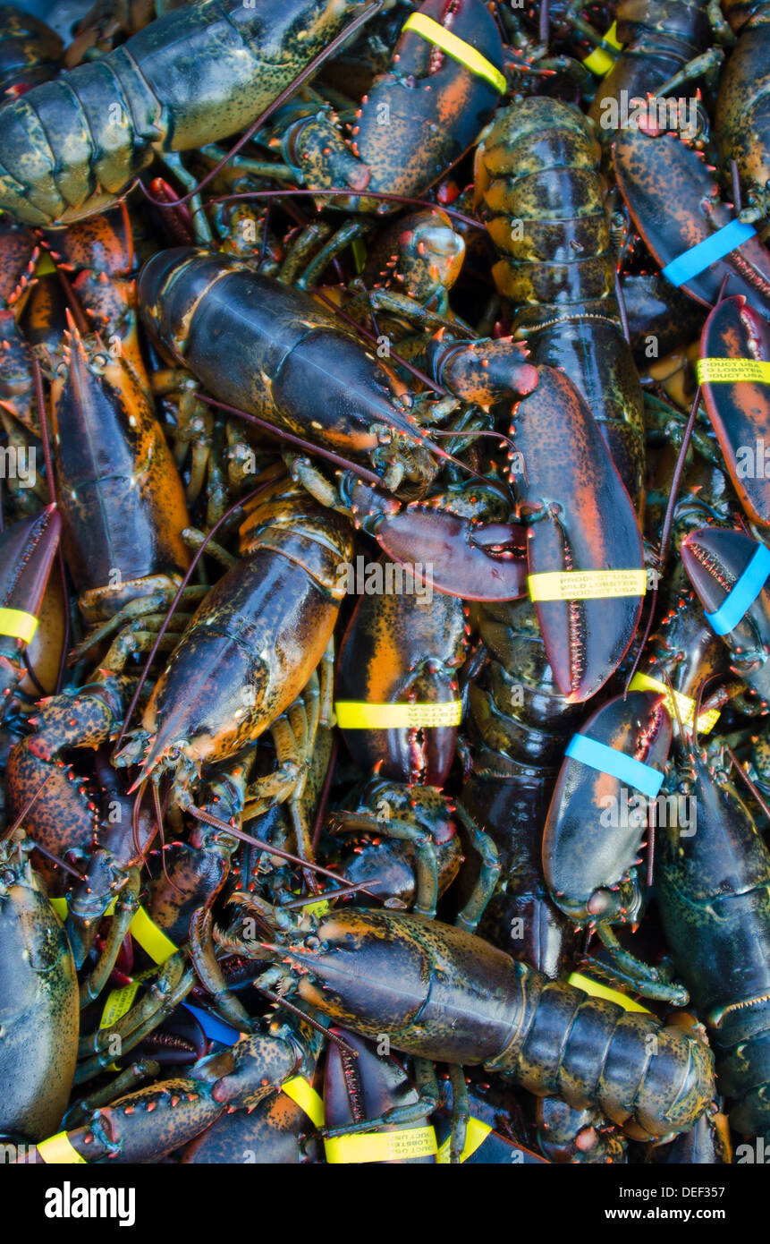 Pile of live lobsters with claw bands Stock Photo Alamy