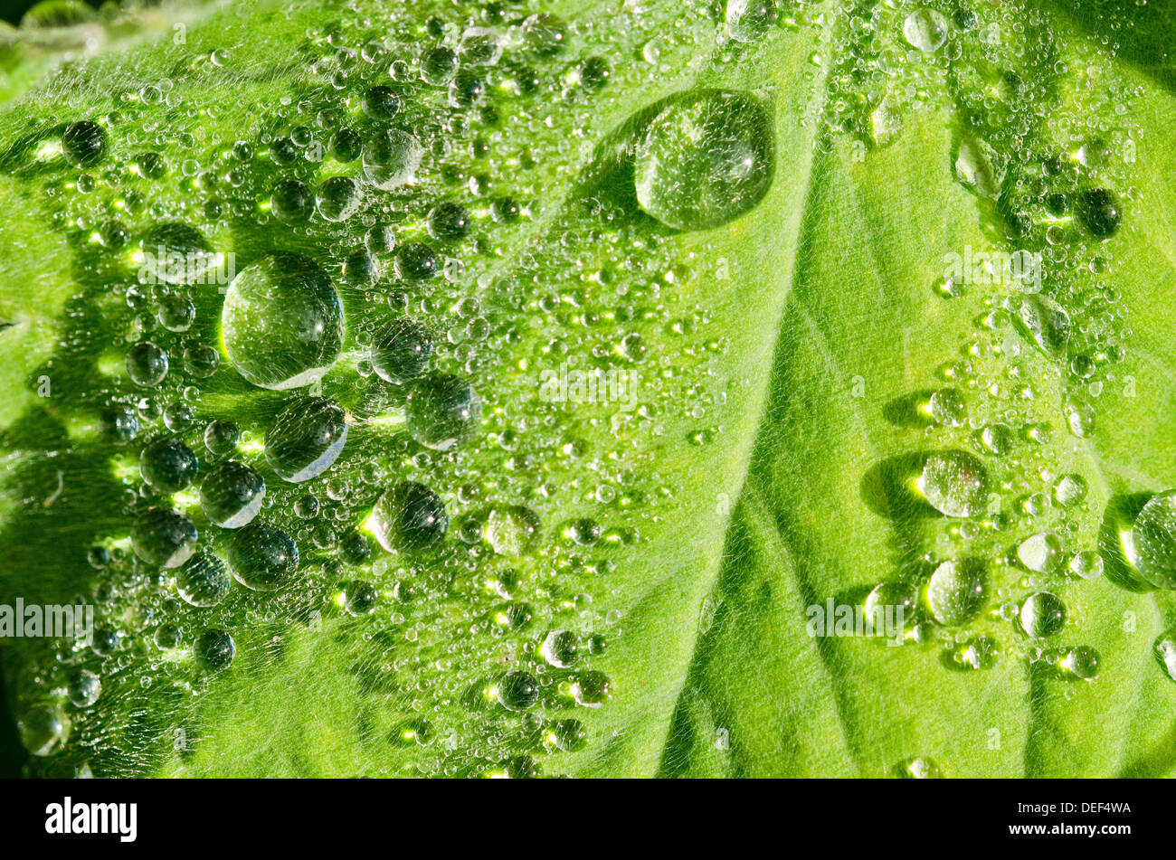 Raindrops on leaf Stock Photo