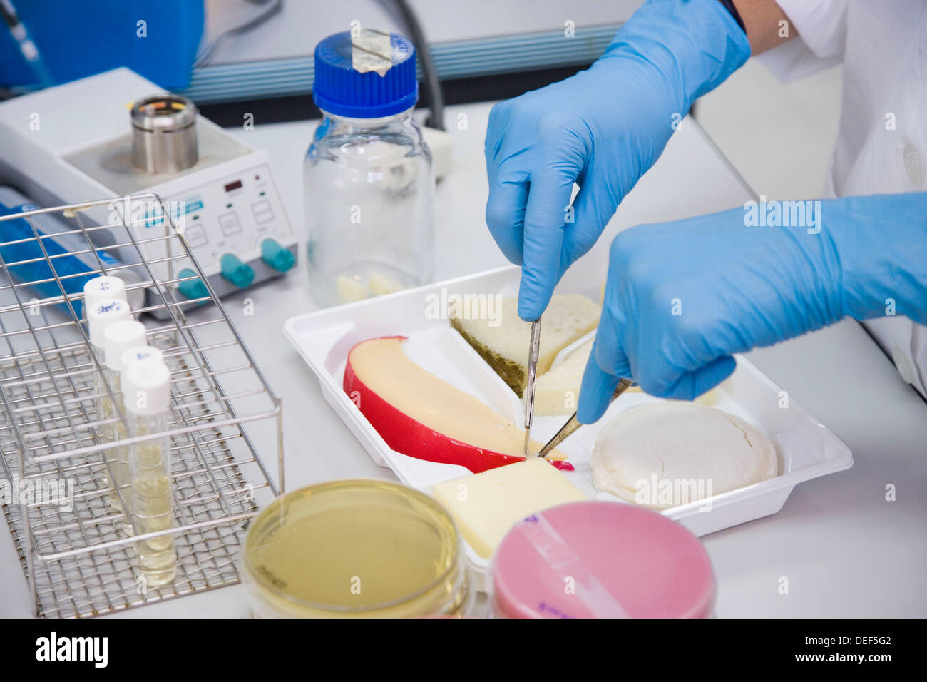 Microbiology laboratory. Microbiological tests of food, cheese Stock