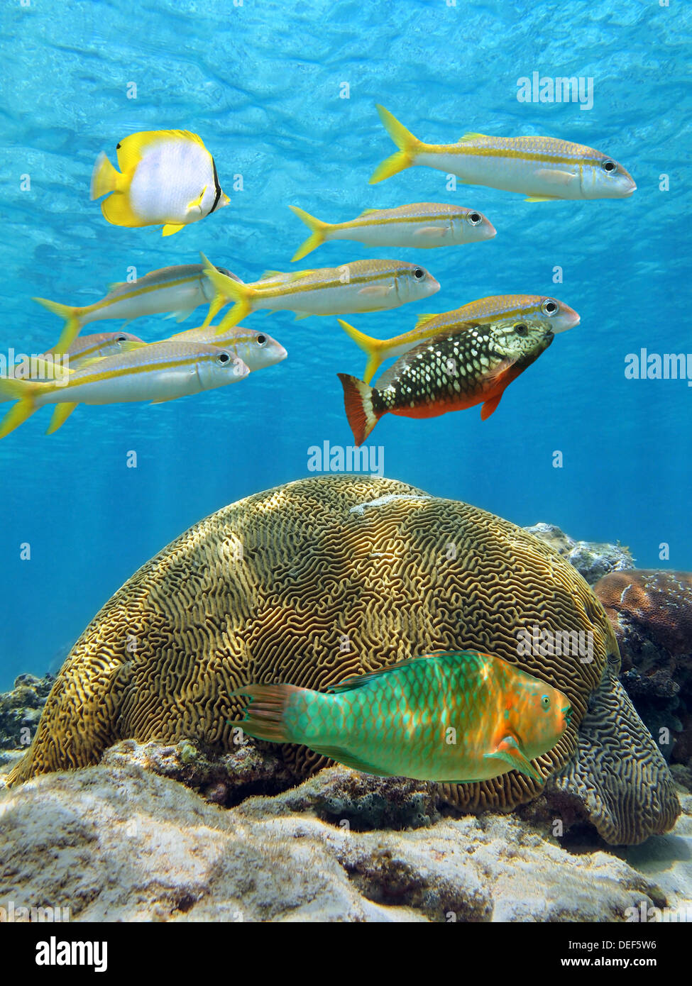 Tropical fish with brain coral underwater Caribbean sea, Aruba Stock Photo