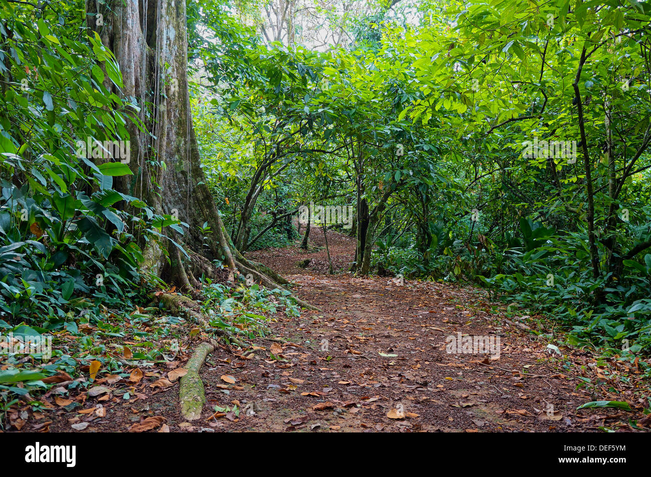 Path in the jungle of Panama, San Cristobal island, Bocas del Toro Stock Photo