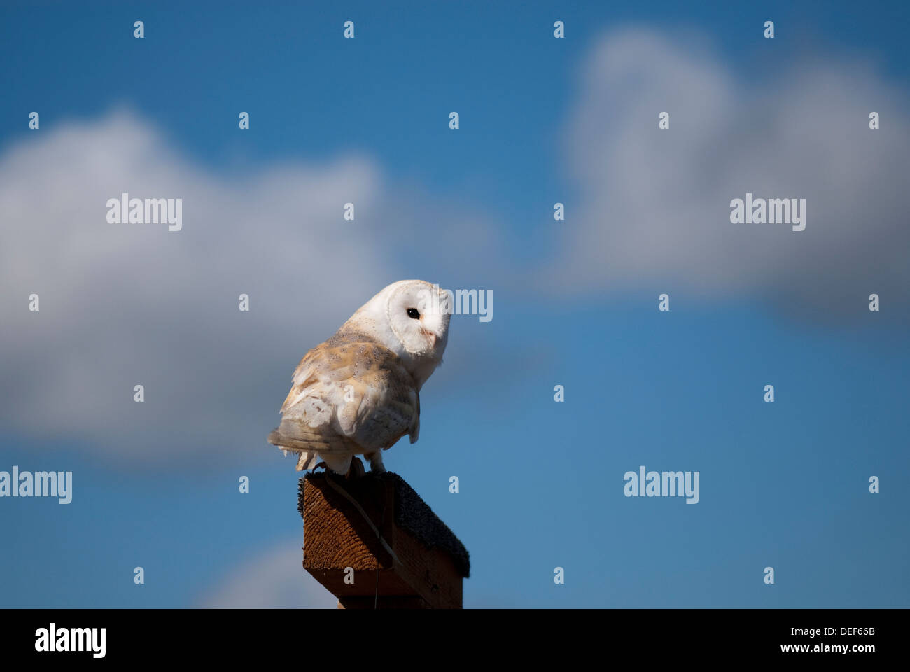 Perched Barn owl at a birds of prey show Stock Photo