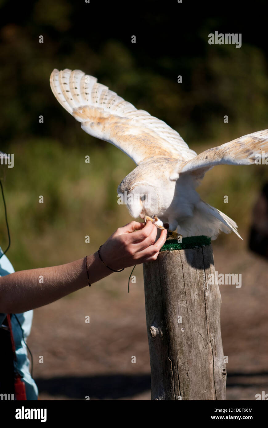 Feeding a Barn owl at a birds of prey show Stock Photo