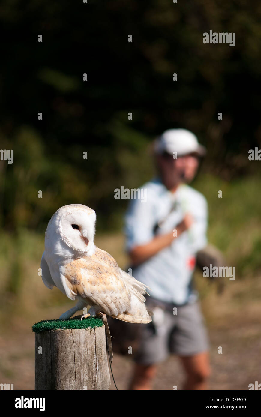 Barn owl at a birds of prey show on top of Mont-Tremblant in Quebec Stock Photo