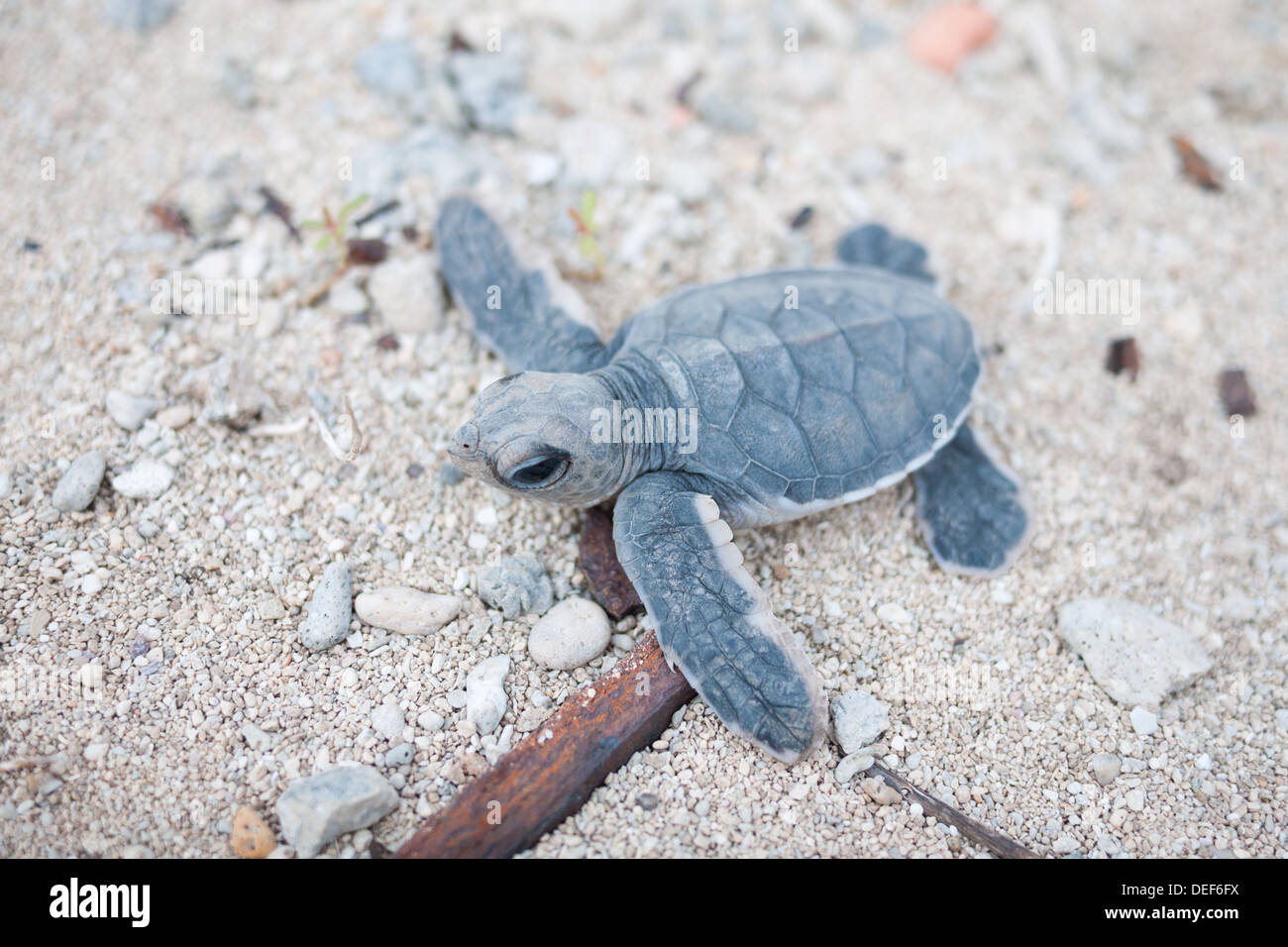 A green sea turtle (Chelonia mydas) hatchling scrambles towards the sea on Bay Canh Island, one of the Con Dao Islands, Vietnam. Stock Photo