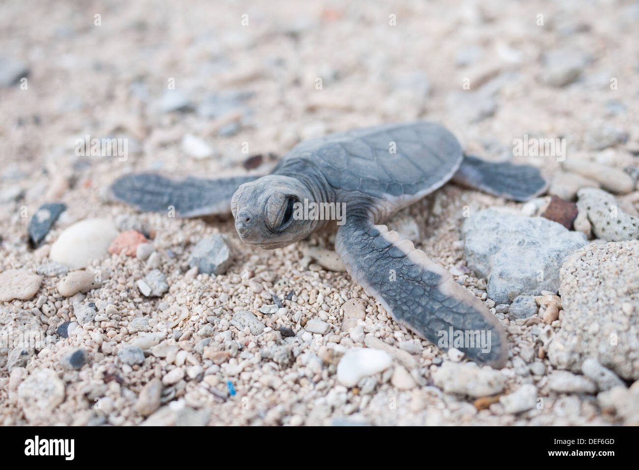 A green sea turtle (Chelonia mydas) hatchling scrambles towards the sea on Bay Canh Island, one of the Con Dao Islands, Vietnam. Stock Photo