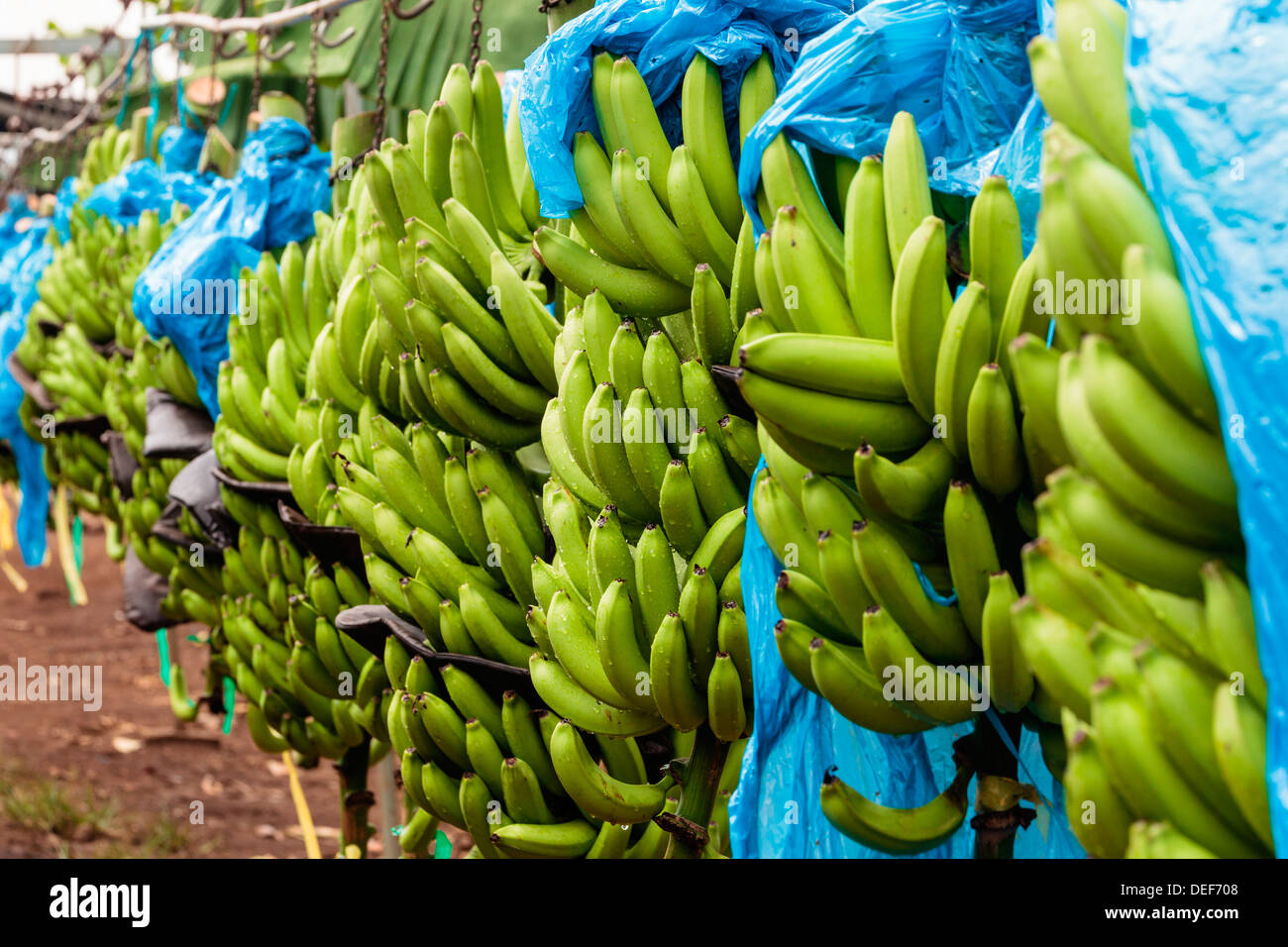 Africa, Cameroon, Tiko. Bunches of bananas at banana plantation Stock