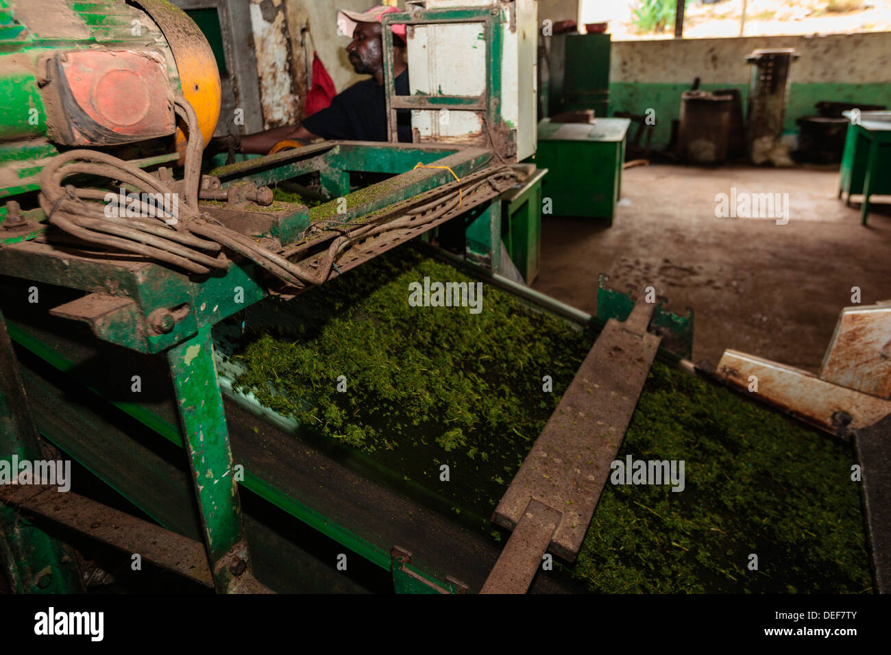 Tea cutting process hires stock photography and images Alamy