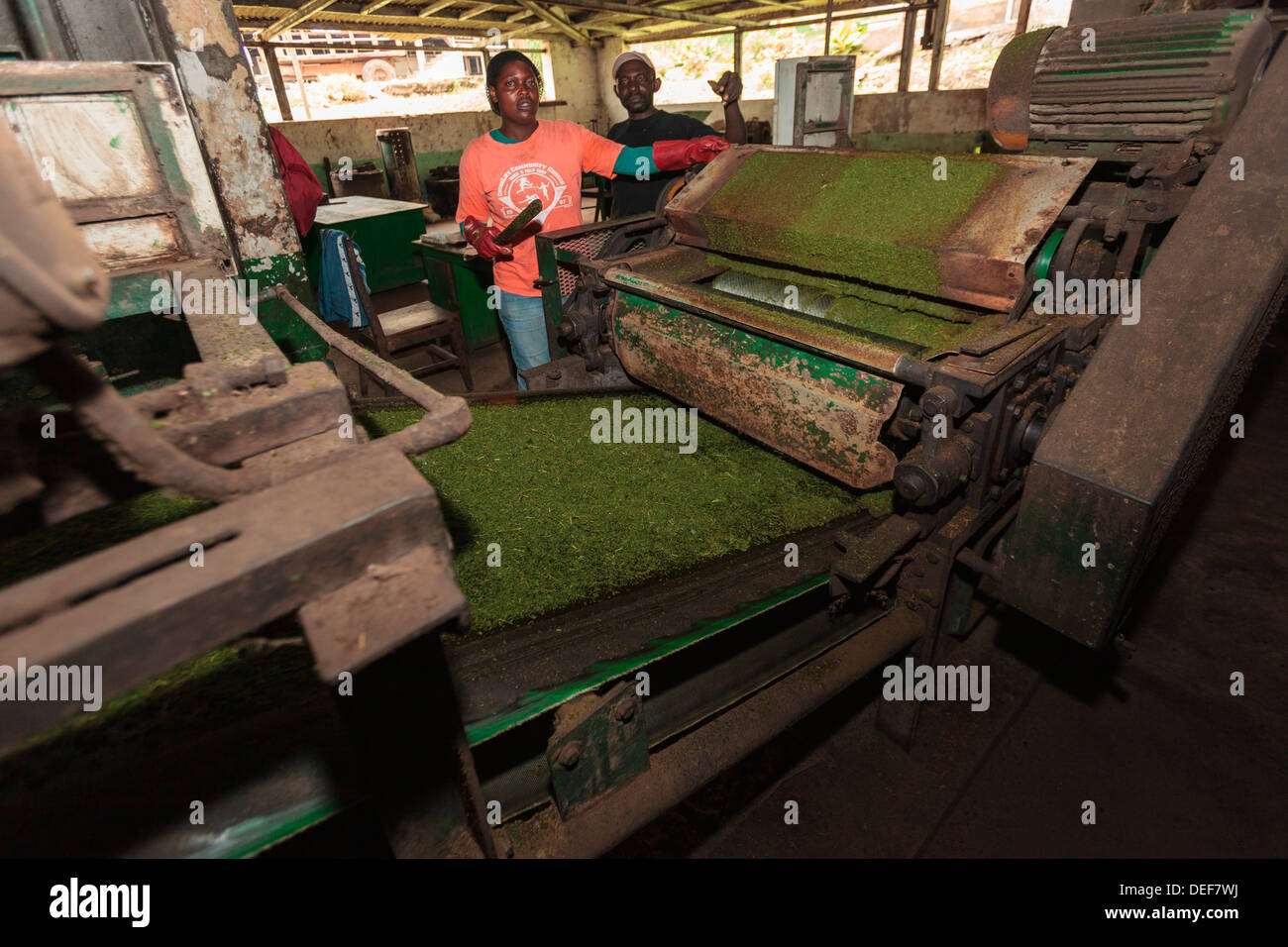 Africa, Cameroon, Buea. Leaf maceration machine at Tole Tea Estate