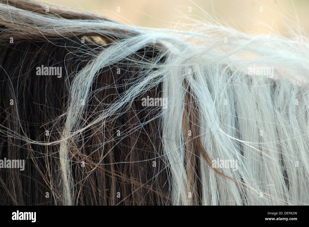 Close up of a horse hair Stock Photo