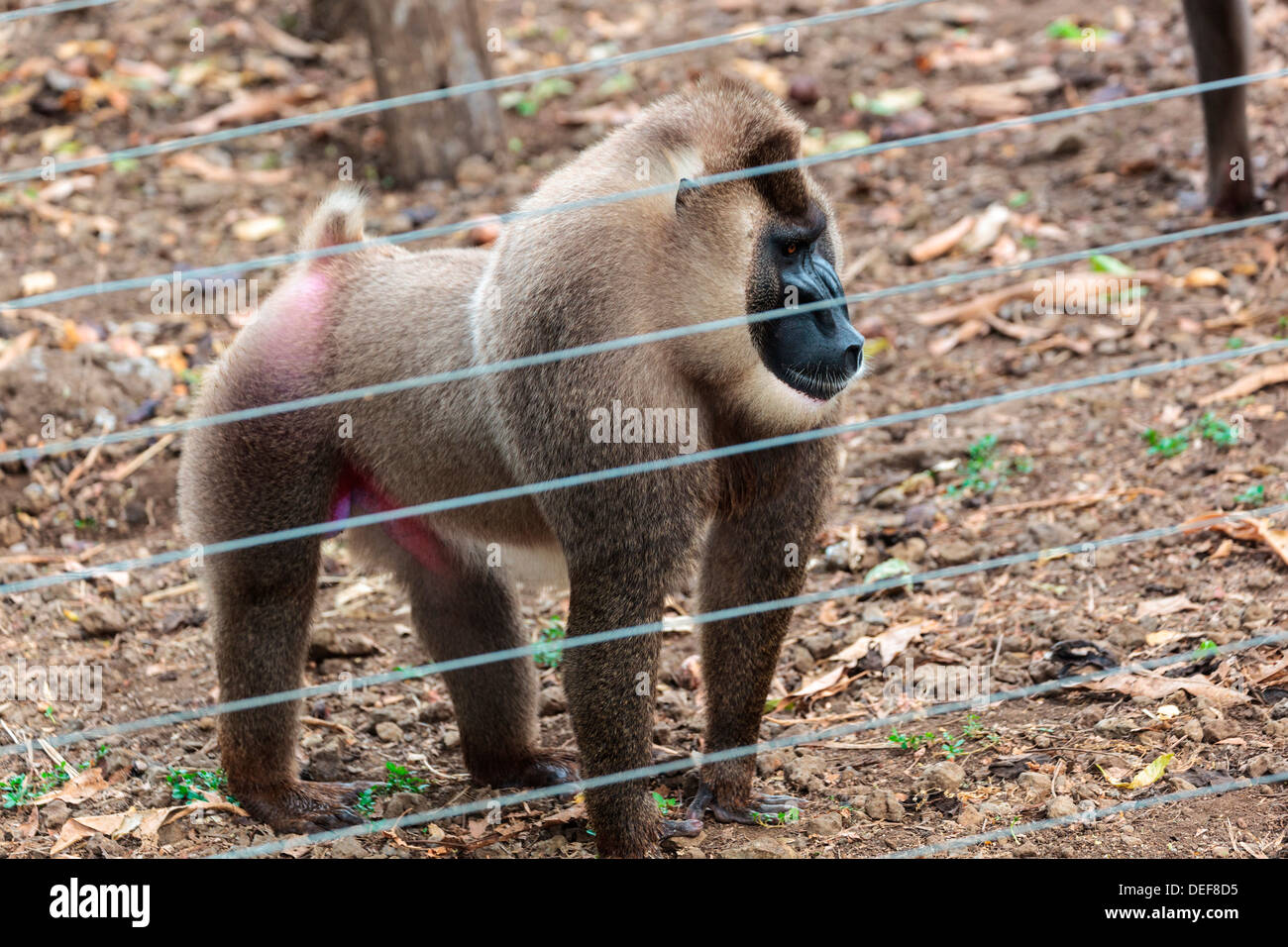 Africa, Cameroon, Limbe. Drill monkey at Limbe Wildlife Center Stock