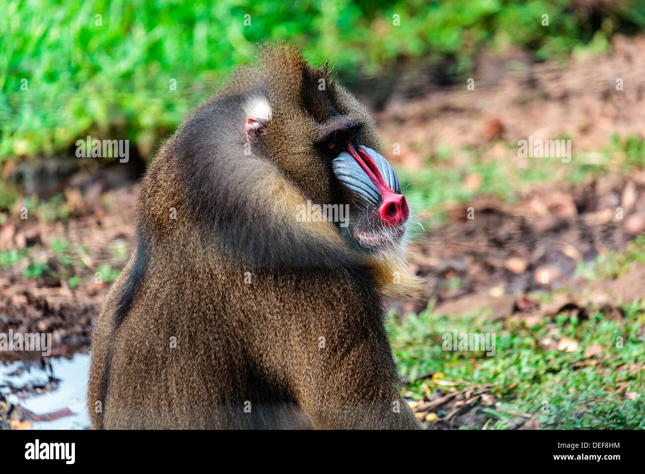 Africa, Cameroon, Limbe. Mandrill at Limbe Wildlife Center Stock Photo