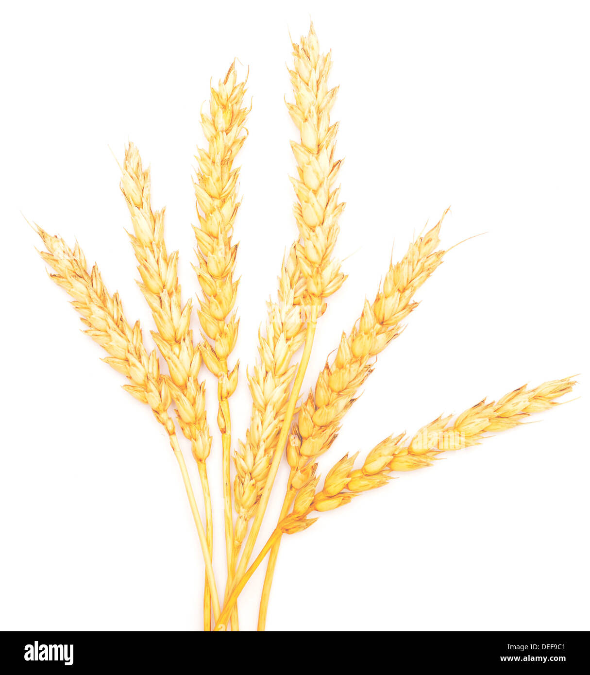 ripe wheat isolated on white background Stock Photo
