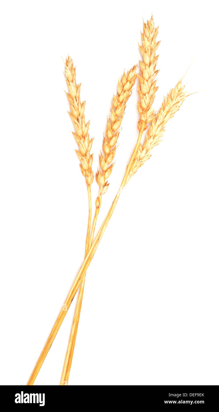 golden wheat isolated on white background Stock Photo