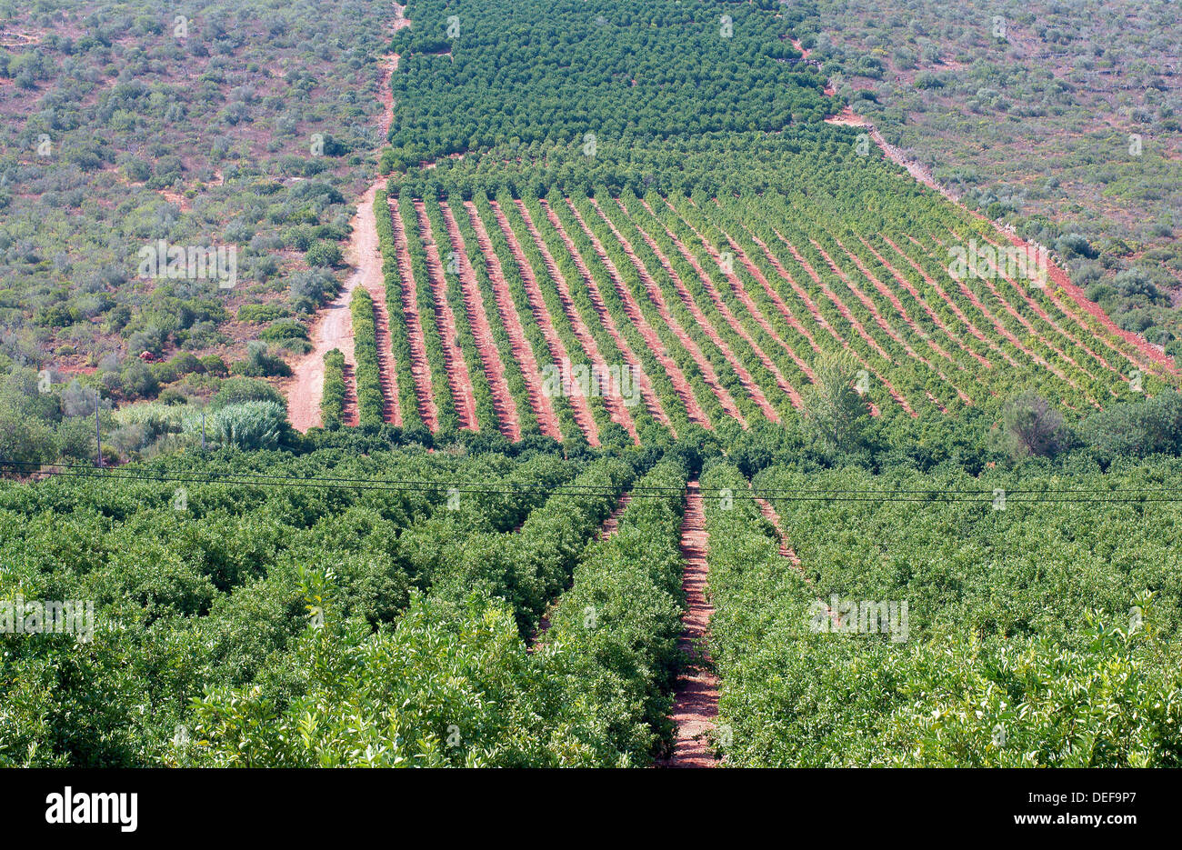 Orange trees plantation Algarve Portugal Stock Photo