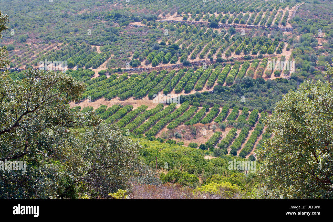 Orange trees plantation Algarve Portugal Stock Photo