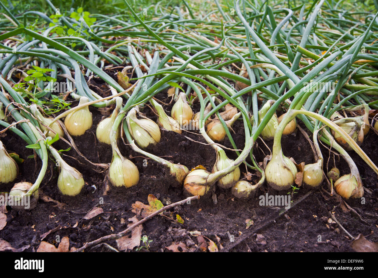 Onions growing in rows on a field Stock Photo