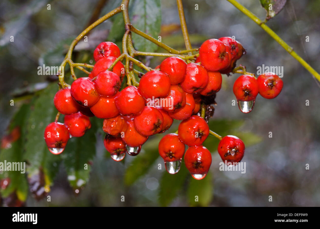 Berries of Rowan, wet after a rain shower Stock Photo