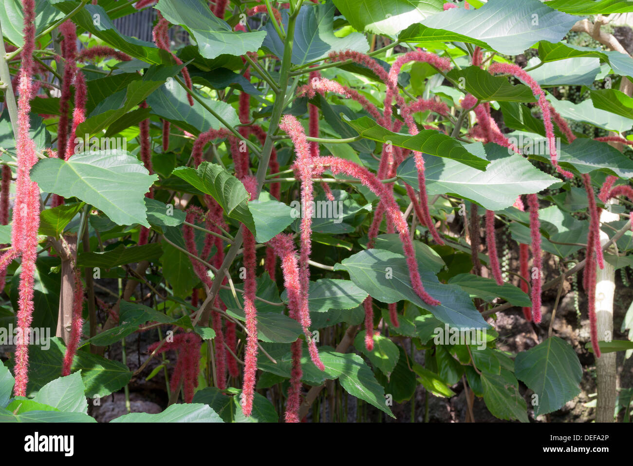 Acalypha hispida, Chenille plant Stock Photo