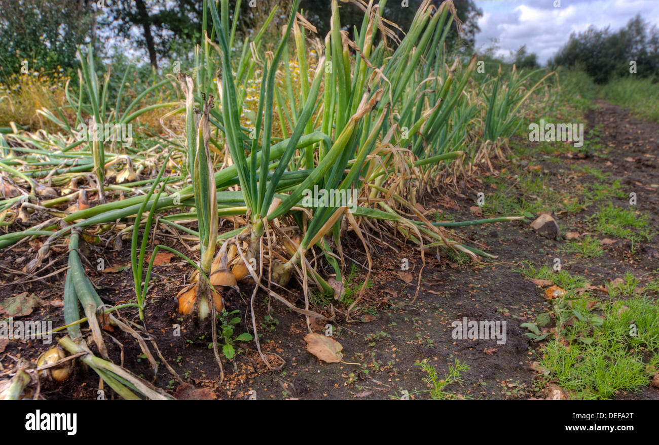 Onions growing in rows on a field Stock Photo
