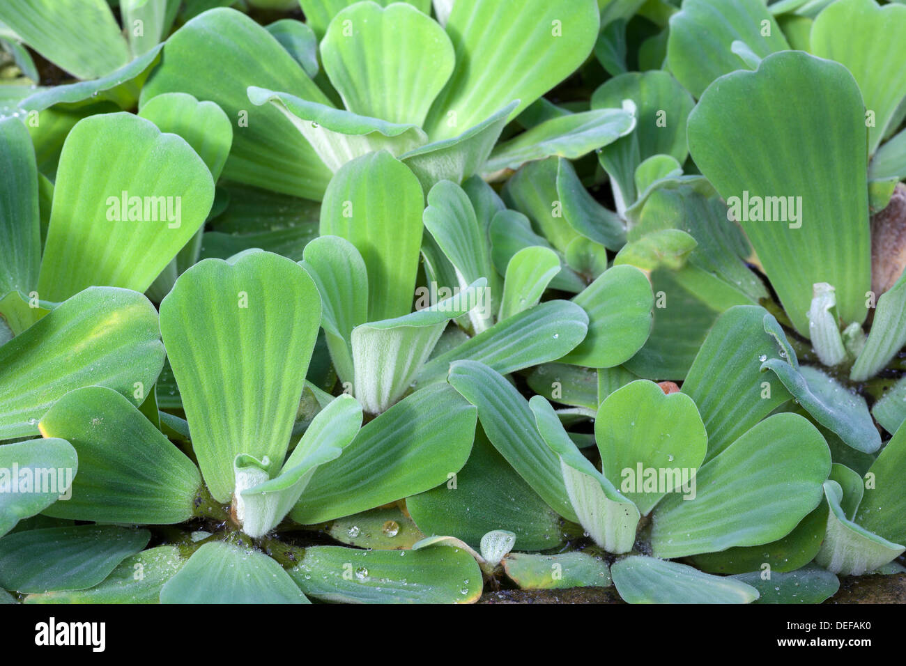 Pistia stratiotes, water cabbage Stock Photo