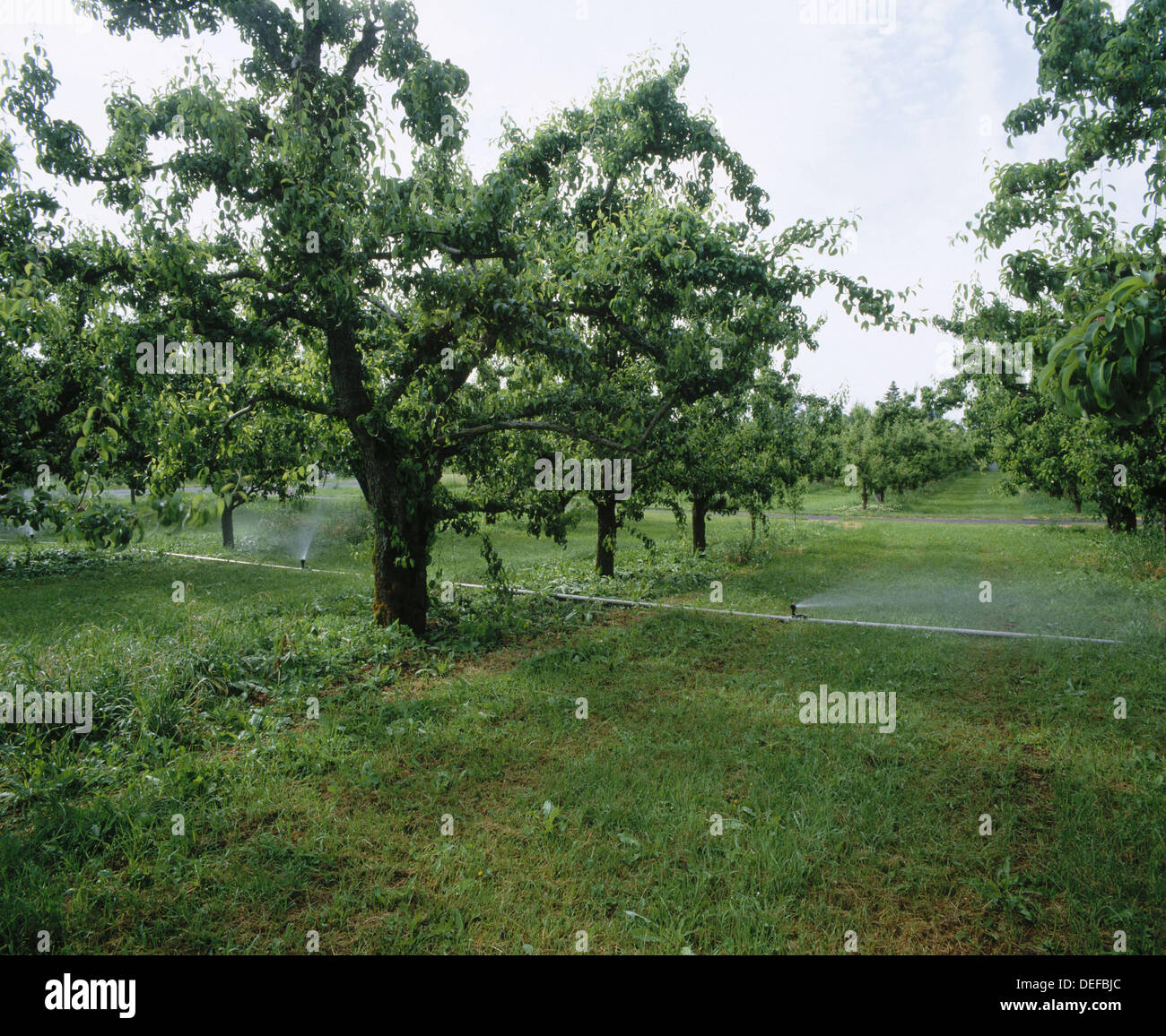 Sprinkler irrigation in pear orchard. Parkdale. Upper Hood River Valley