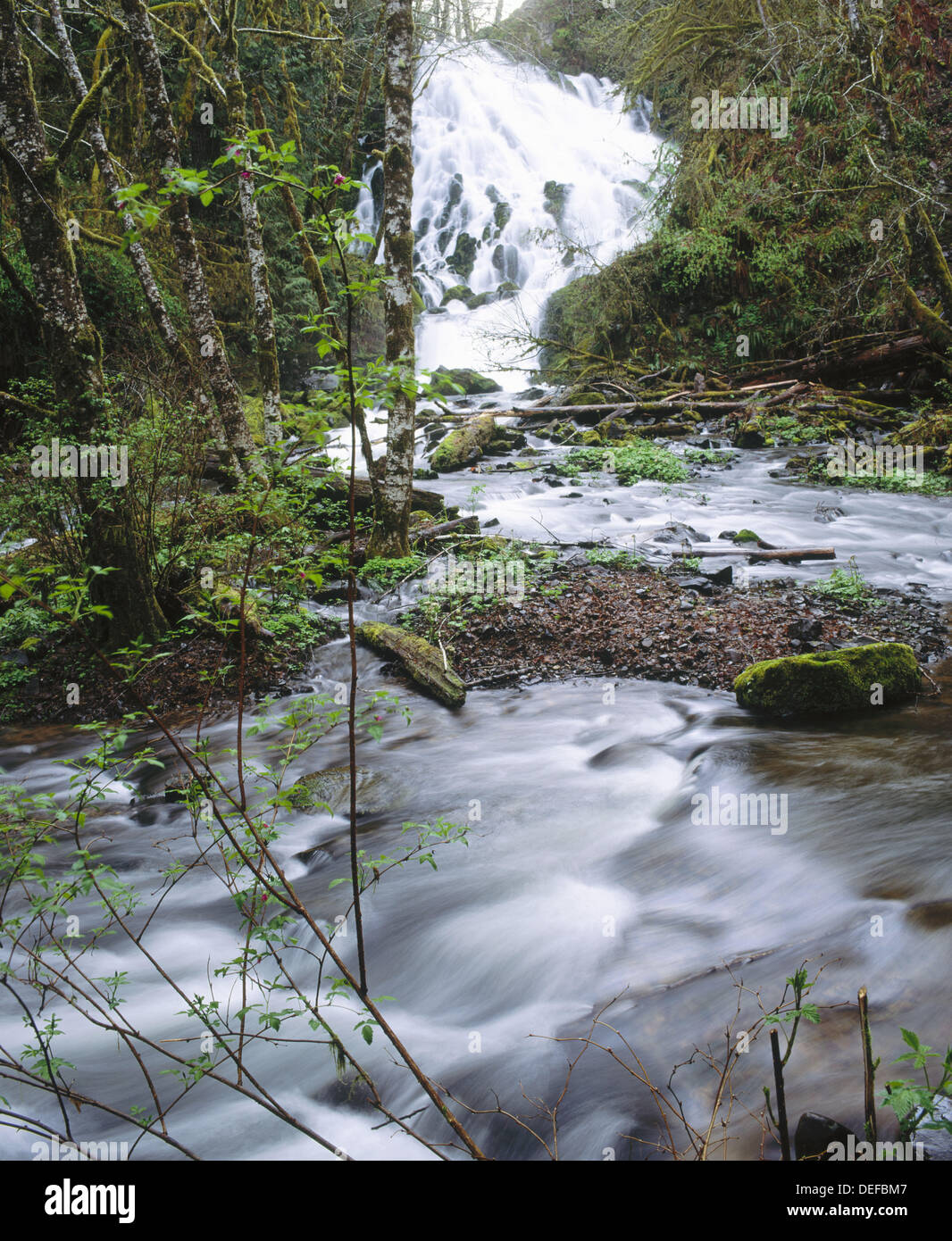 Fishhawk Falls, Fishhawk Creek. Clatsop State Forest. Clatsop County