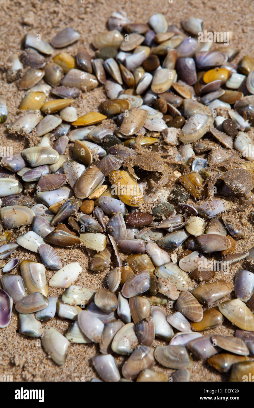 Multiple Clams on a beach in Sicily Stock Photo Alamy