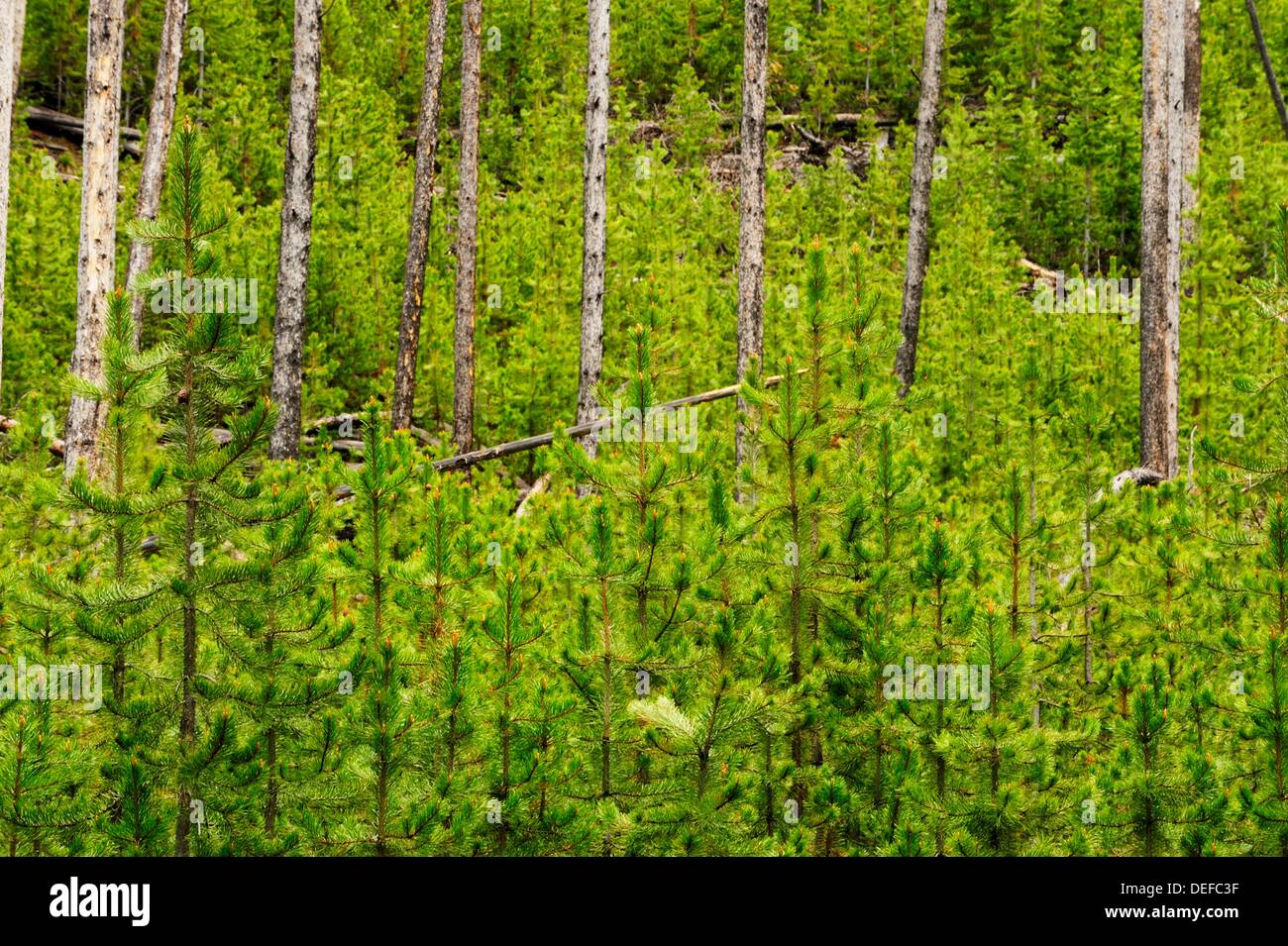 Lodgepole pine seedlings in forest fire area Stock Photo Alamy