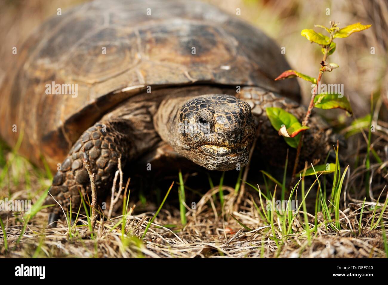 American gopher tortoise gopherus polyphemus Feeding Stock Photo - Alamy