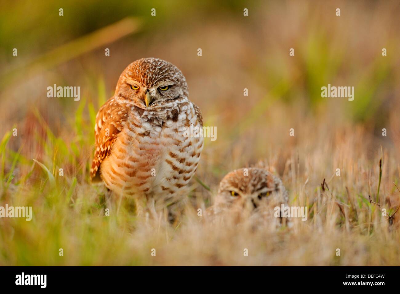 Burrowing owl Athene cunicularia Adults near nest in residential area