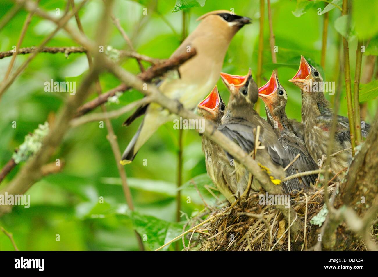 Cedar waxwing nest young hi-res stock photography and images - Alamy