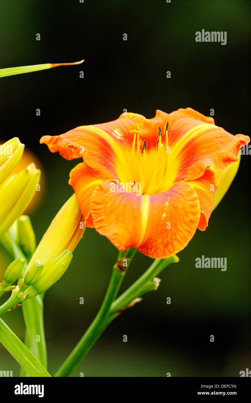 Orange daylilies Hemerocallis Stock Photo Alamy