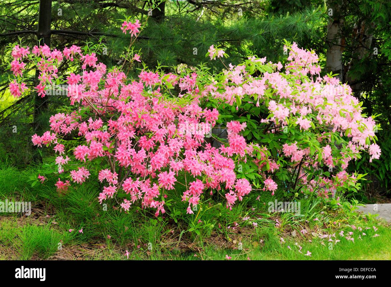 Azalea Blooms Among The Pines Ontario Canada Stock Photo Alamy