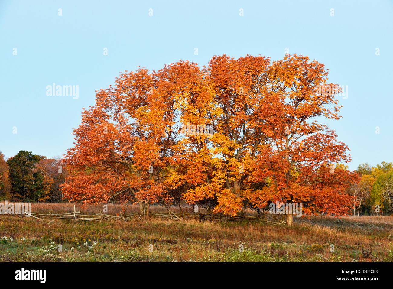 Mature maple trees in pasture at dawn Mindemoya Manitoulin Island Ontario Stock Photo Alamy