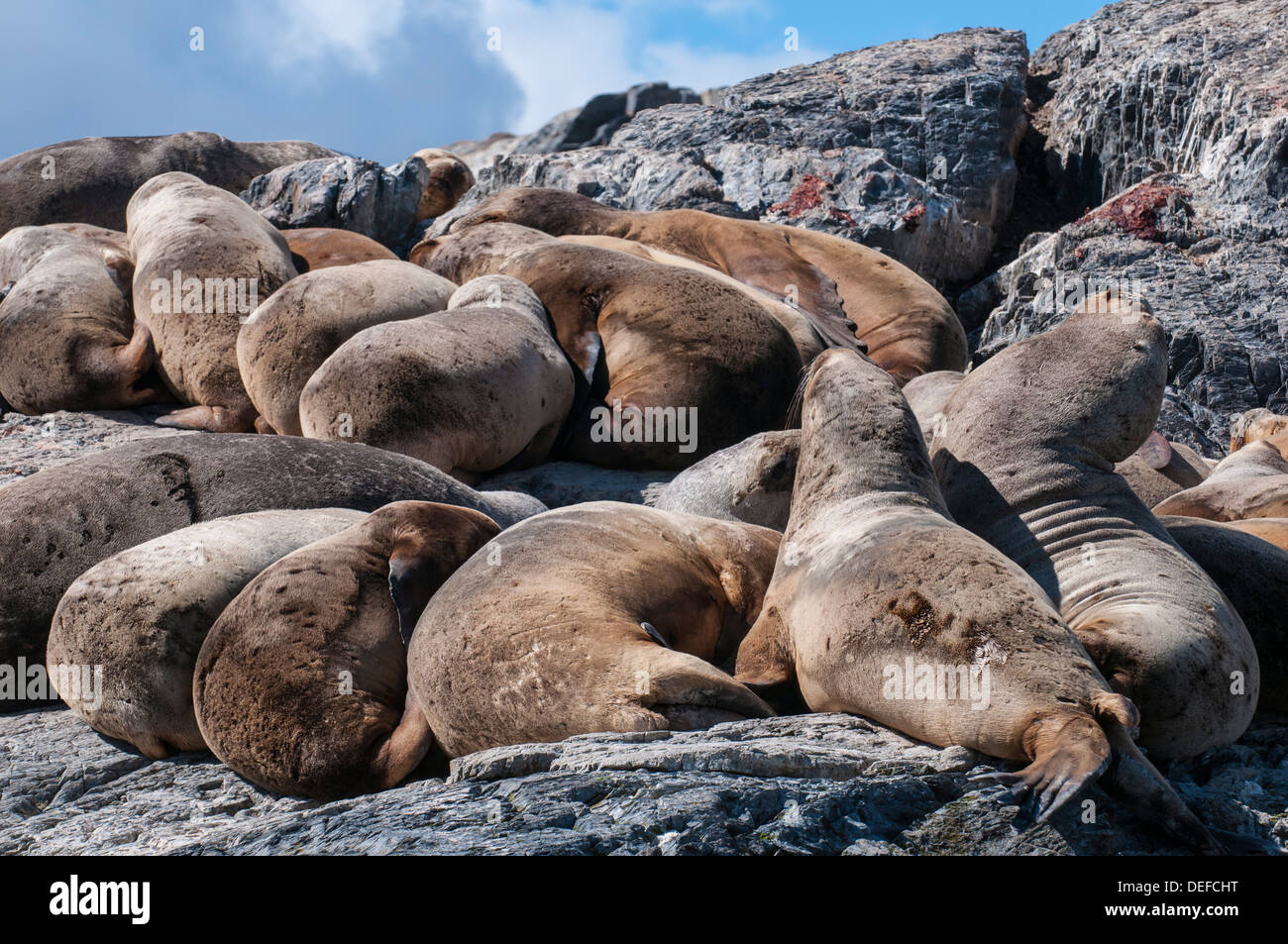 South American sea lion (Otaria flavescens), Beagle Channel, Argentina, South America Stock Photo