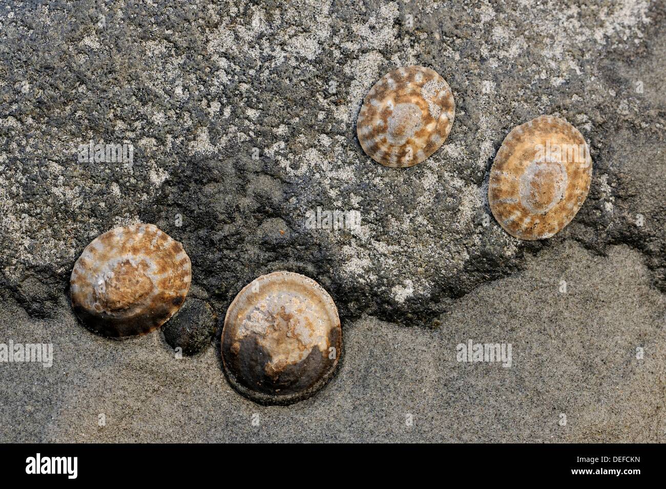 Limpets attached to rocks in a Pocket Beach- East Sooke Regional Park at Aylard Farm, BC, Canada Stock Photo