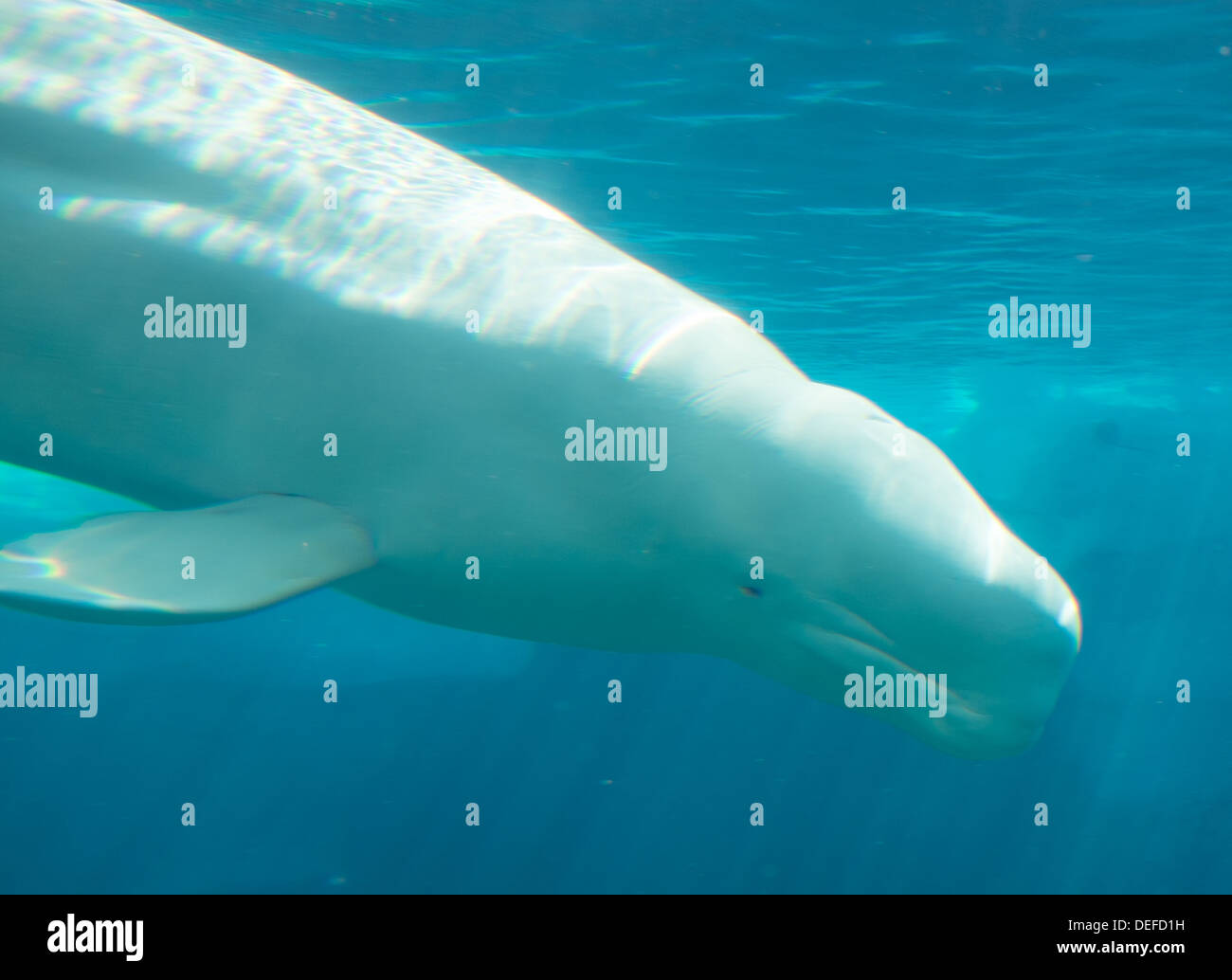 Whale at Monterey Zoo, California Stock Photo