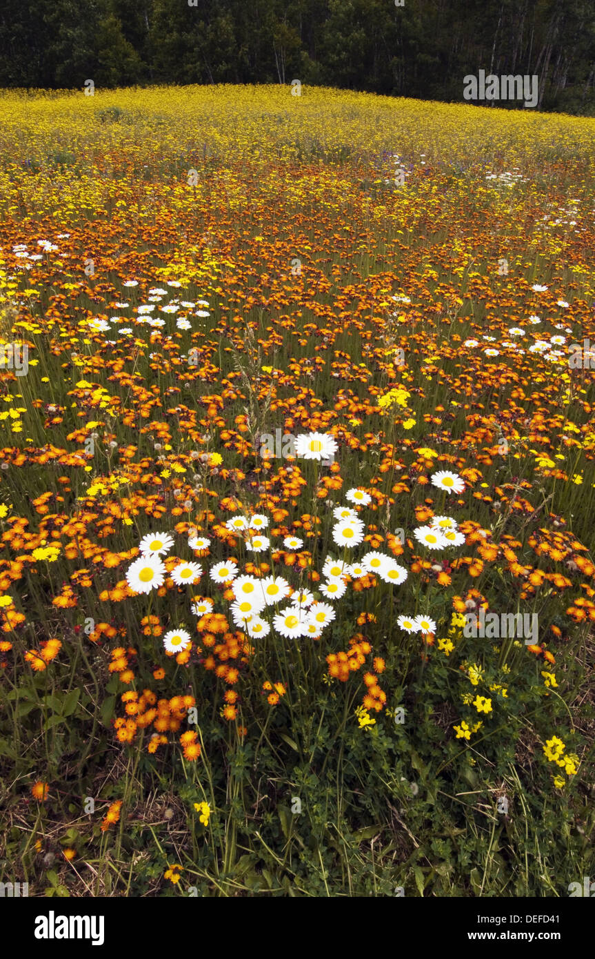 Large meadow with mix of wildflowers vetch, orange and yellow