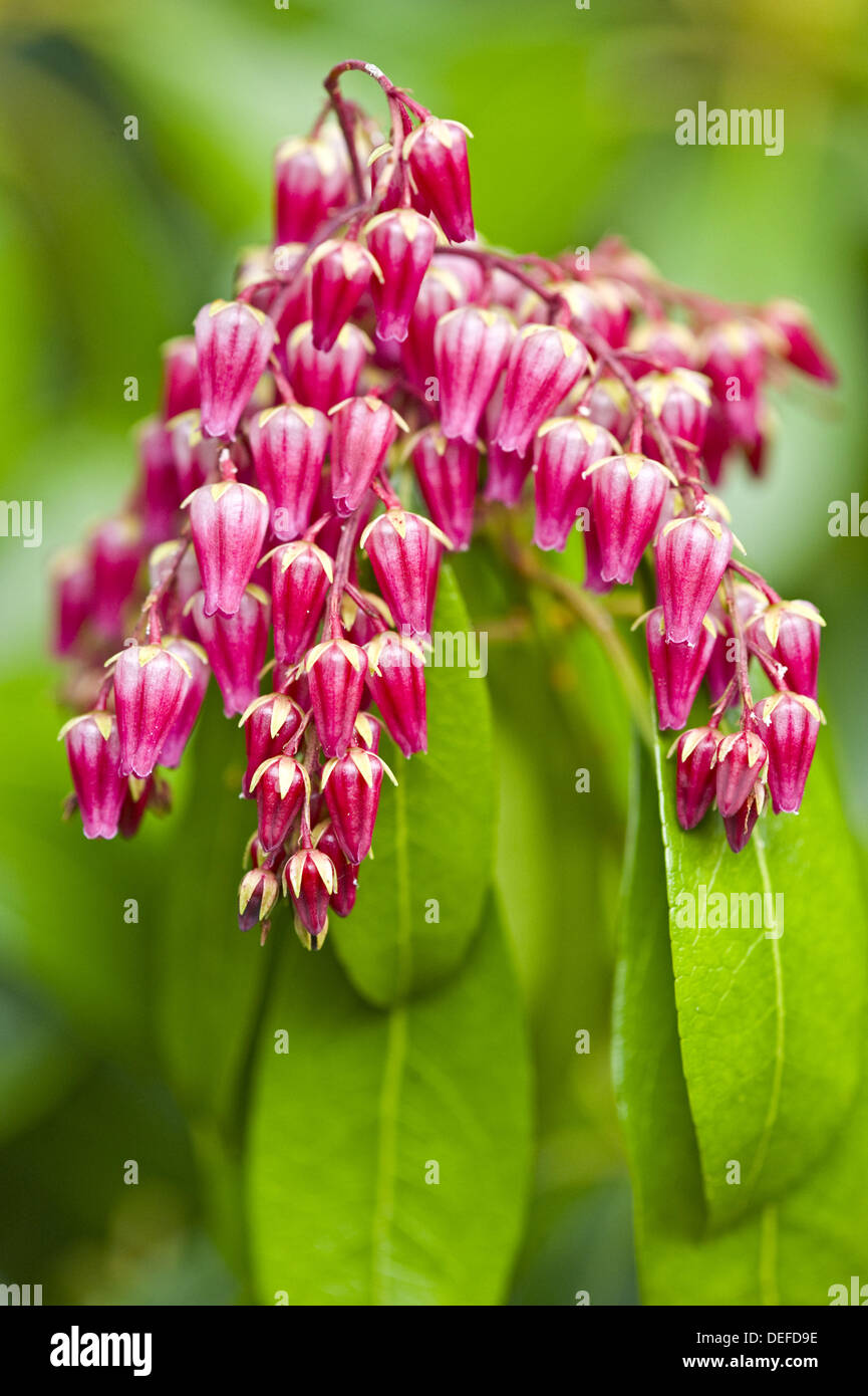 Lily of the Valley shrub Pieris japonica ´Valley Valentine´ Stock Photo Alamy