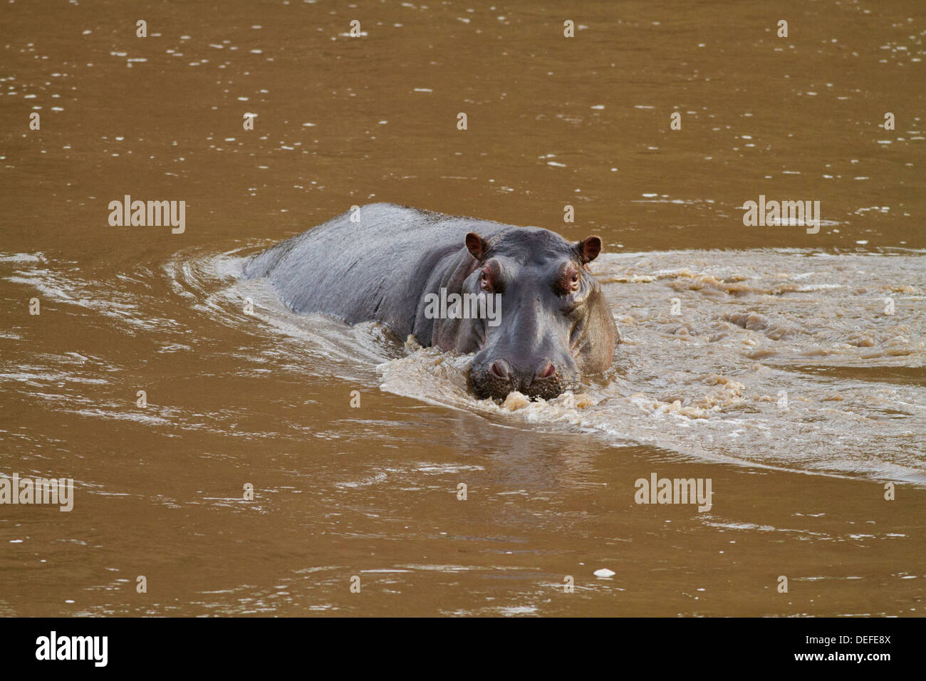 Hippo (Hippopotamus amphibious) in the river Mara, Maasai Mara wildlife Reserve, Kenya. Stock Photo