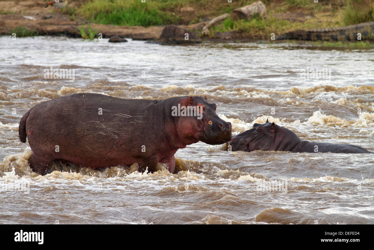 Hippos (Hippopotamus amphibious) in the river Mara, Maasai Mara wildlife Reserve, Kenya. Stock Photo